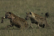 hyena